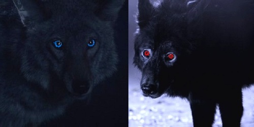 teen wolf in wolf forms